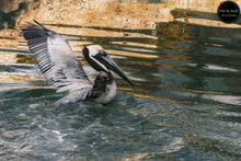 Load image into Gallery viewer, Landing Pelican