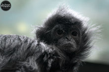Load image into Gallery viewer, Little Fuzzy Monkey