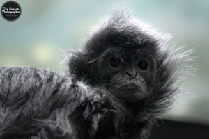 Little Fuzzy Monkey