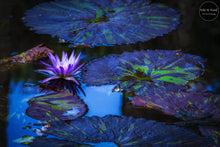 Load image into Gallery viewer, Little Purple Lotus