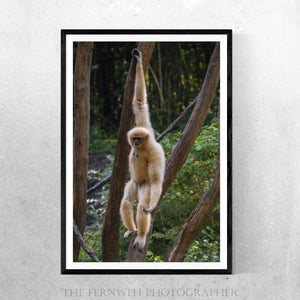 Monkey Hanging Around