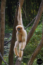 Load image into Gallery viewer, Monkey Hanging Around