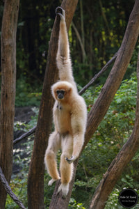 Monkey Hanging Around