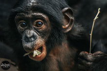 Load image into Gallery viewer, Chimp Manners