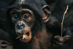Chimp Manners
