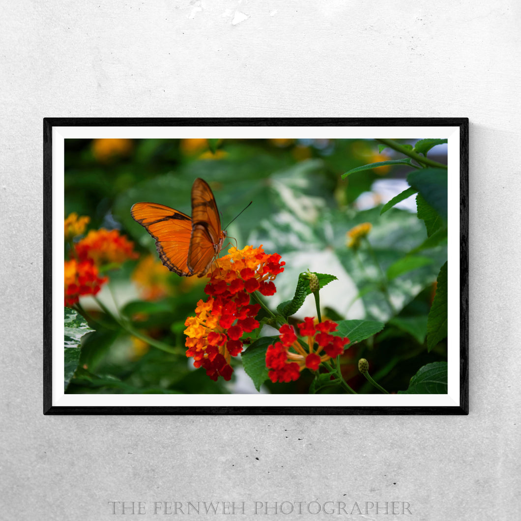 Orange Butterfly on Orange Flora
