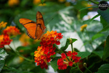 Load image into Gallery viewer, Orange Butterfly on Orange Flora