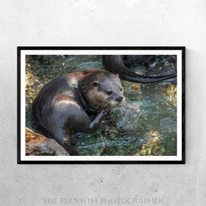 Otter in the Water