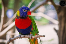 Load image into Gallery viewer, Perched Lorikeet
