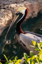 Load image into Gallery viewer, Perched Pelican