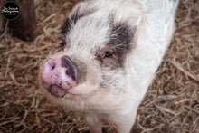 Load image into Gallery viewer, Pig Grin