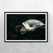 Load image into Gallery viewer, Pig Nosed Turtle