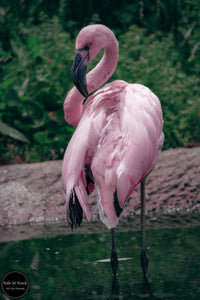 Pink & Black Flamingo