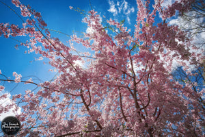 Pink Blossom Blue Sky