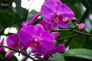 Purple Orchid Hues