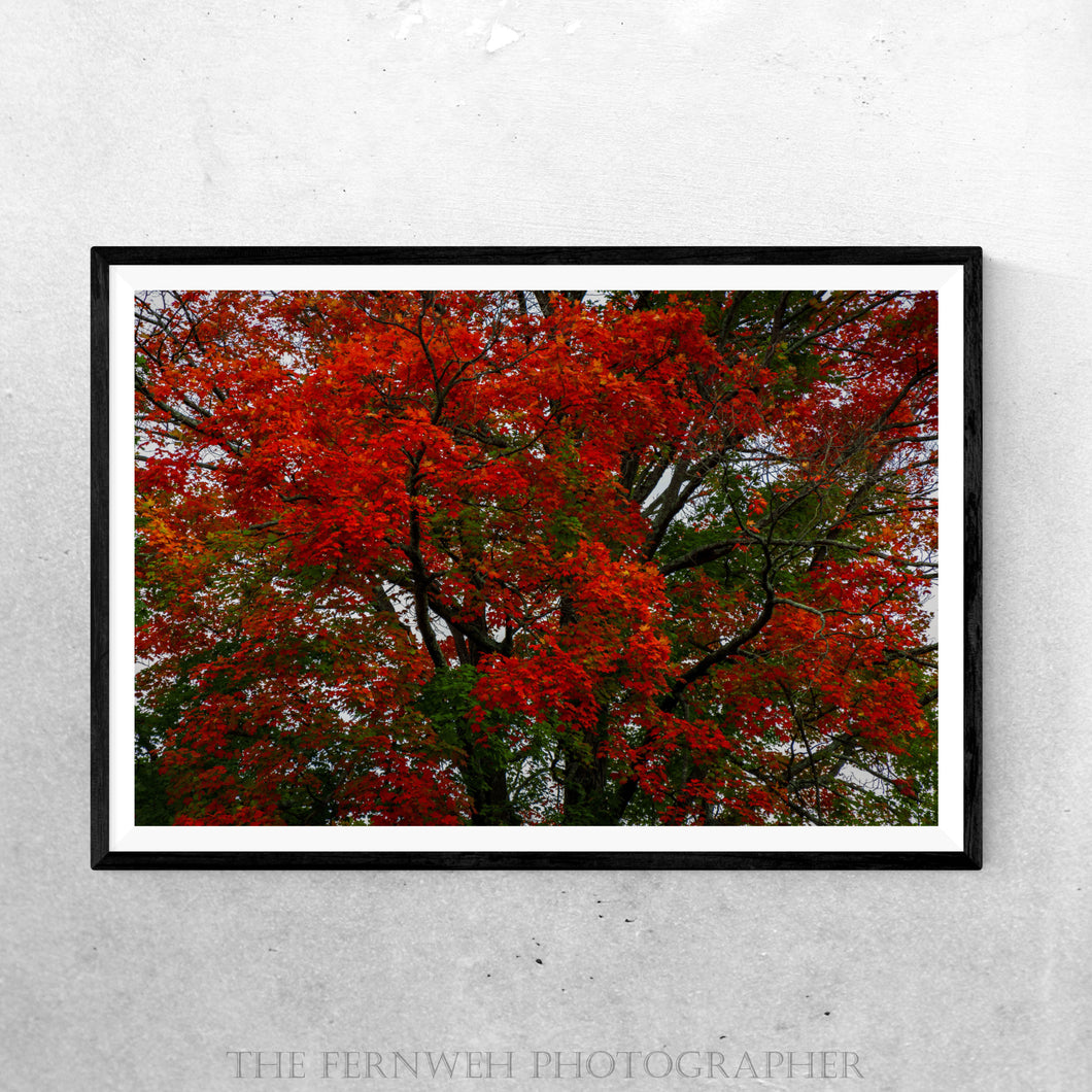Red Autumn Maple