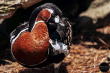 Load image into Gallery viewer, Red Breasted Goose