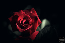 Load image into Gallery viewer, Red Velvet Rose