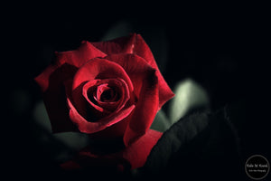 Red Velvet Rose
