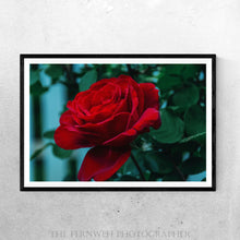 Load image into Gallery viewer, Rose Like a Ruby