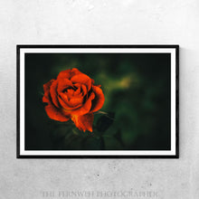 Load image into Gallery viewer, Rose of Fire