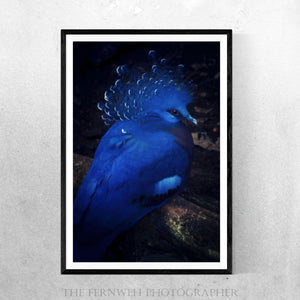 Royal Blue Crowned Pigeon