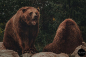 Rustic Bears
