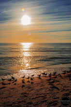 Load image into Gallery viewer, Seagull Path to the Sun