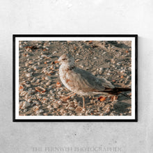 Load image into Gallery viewer, Seagull &amp; Shells