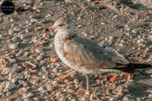 Load image into Gallery viewer, Seagull &amp; Shells