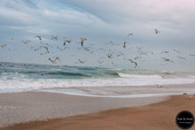Load image into Gallery viewer, Seagulls Fly Out to Sea