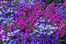Load image into Gallery viewer, Shades of Purple Turn to Blue