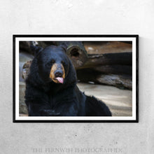 Load image into Gallery viewer, Silly Old Bear