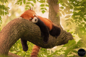 Slumbering Red Panda