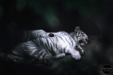 Load image into Gallery viewer, Slumbering White Tiger