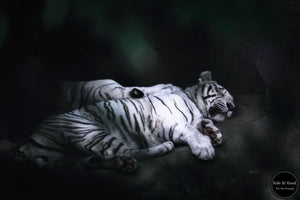 Slumbering White Tiger