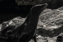 Load image into Gallery viewer, Snooty Sea Lion