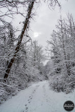 Load image into Gallery viewer, Snowy Forest Trail