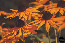 Load image into Gallery viewer, Summer Susans