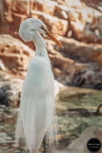 Load image into Gallery viewer, The Great Egret