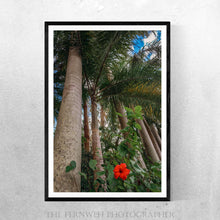 Load image into Gallery viewer, Towering Palms