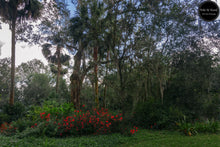 Load image into Gallery viewer, Tropical Forest Garden