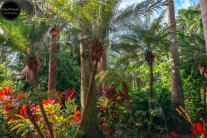 Tropical Garden Hues