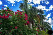 Load image into Gallery viewer, Tropical Gardens &amp; Blue Skies