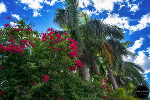 Tropical Gardens & Blue Skies