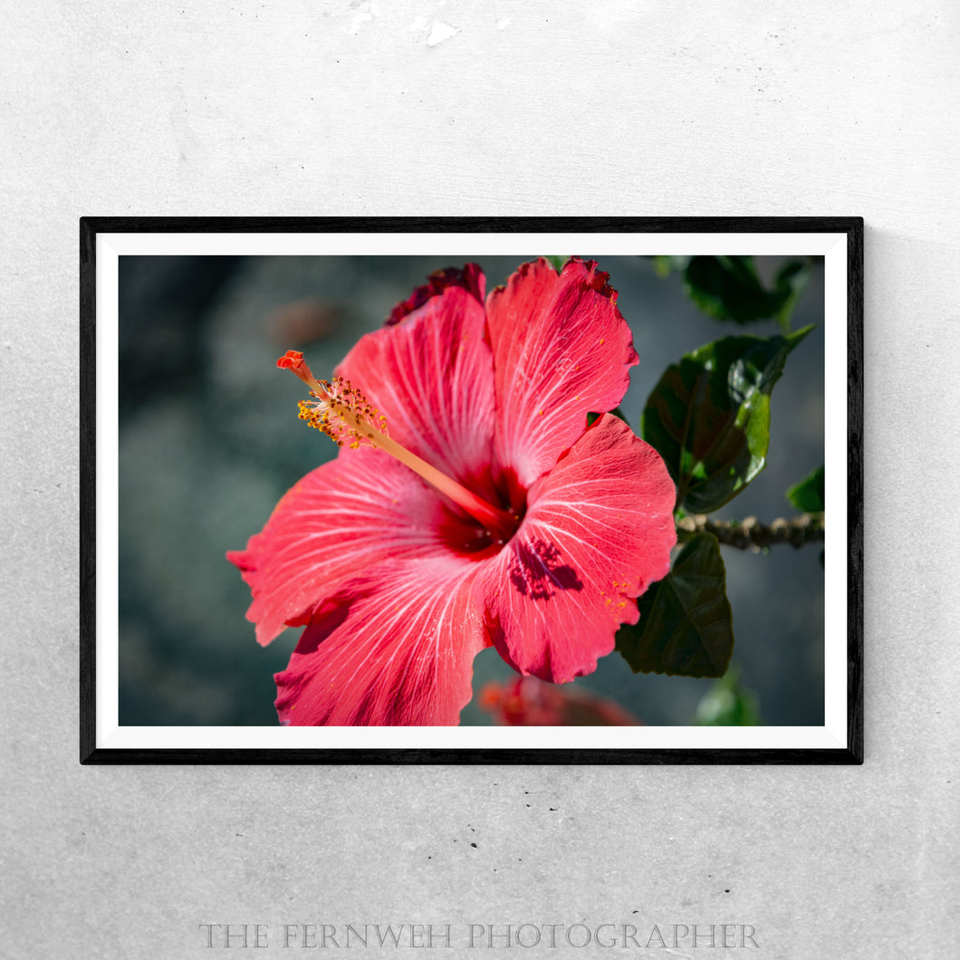 Tropical Pink Hibiscus