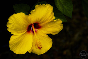 Tropical Yellow Hibiscus