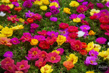 Load image into Gallery viewer, Vibrant Summer Flowers
