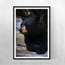 Load image into Gallery viewer, Wary Bear
