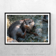 Load image into Gallery viewer, Water Otter in the Sun